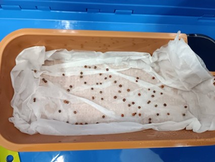 20251110実習「水耕栽培」栽培画像