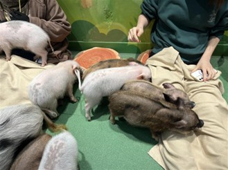 20251117利用者さん企画「豚カフェ」豚画像1