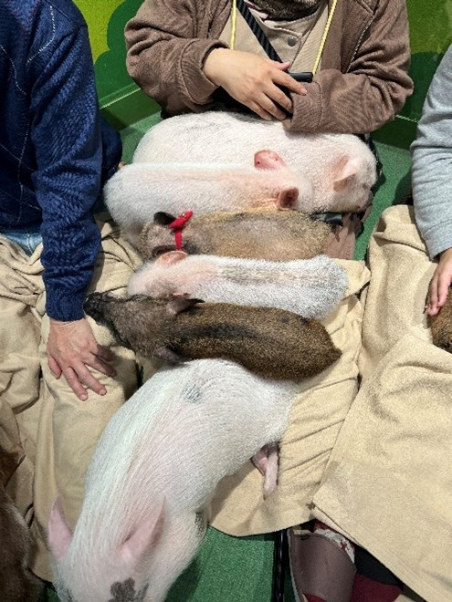 20251117利用者さん企画「豚カフェ」豚画像2