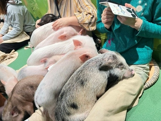 20251117利用者さん企画「豚カフェ」豚画像3