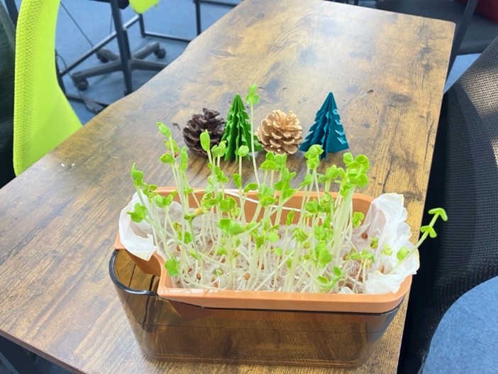 20251203実習「水耕栽培」植物成長過程画像